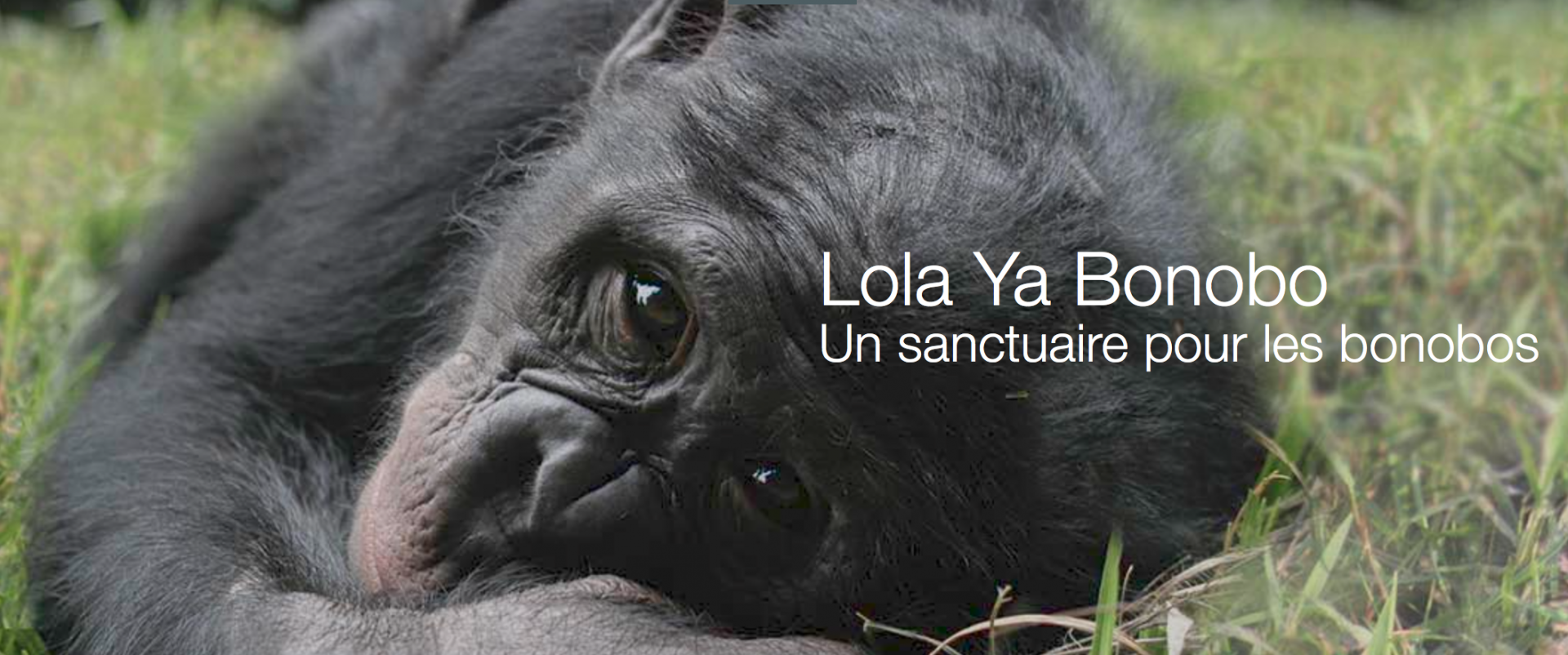 Lola Ya Bonobo