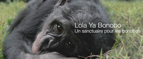Lolayabonobo