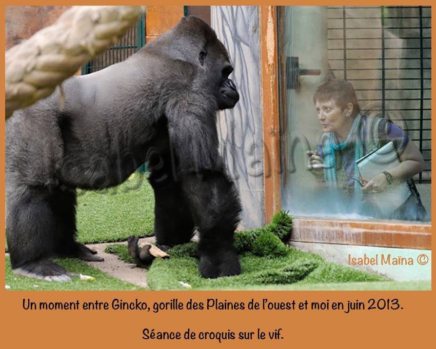 Gincko, gorille des plaines de l'ouest