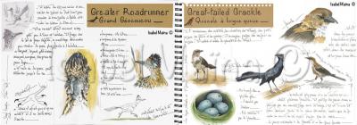 Greaterroadrunner greattailedgrackle