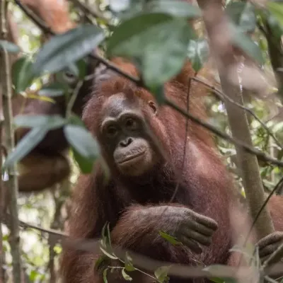 Orangutan in tree2 0 jpg